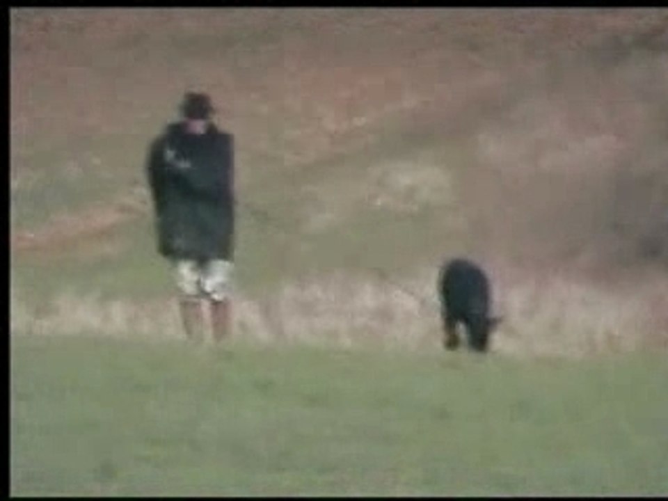 Urka pistage FCI 24 01 08