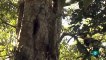 LA FUERZA DE LA VIDA, Los Ghats occidentales (India)  (Loris esbelto, zorro volador, oso pezudo) - GRANDES DOCUMENTALES