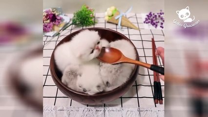 12  Gatos Graciosos - Los Mejores Videos de Gatos Chistosos #10