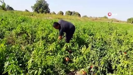 Kapya biber korona virüse kurban gitti