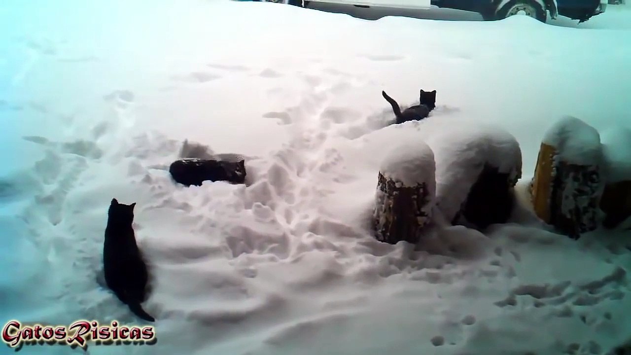 15  Los Gatos más Chistosos Jugando en la Nieve. Vídeos para morir de risa 2016
