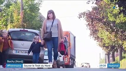 Hauts-de-France : une calèche scolaire pour sauver le cheval Trait du Nord