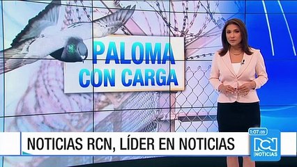 Hallan paloma 'cargada' en inmediaciones de la cárcel de Cómbita