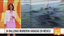 Marea baja al norte de México causa tragedia ambiental