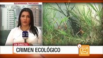Más de 500 tortugas murieron en incendio forestal en Santander