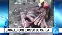 Otro caso de maltrato animal se presentó en un aserrío en Yotoco (Valle del Cauca)