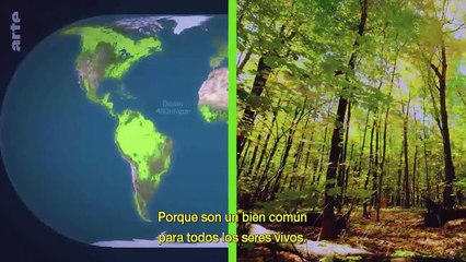 Los bosques del mundo - El revés de los mapas (ARTE, 2020)