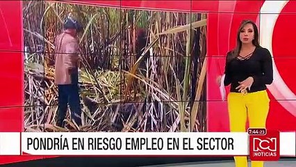Gremios de la caña y sindicatos pidieron no reducir el valor máximo del arancel de azúcar
