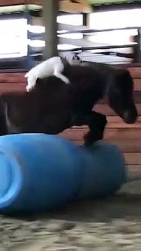 The dog imitates a cowboy and rides over a horse