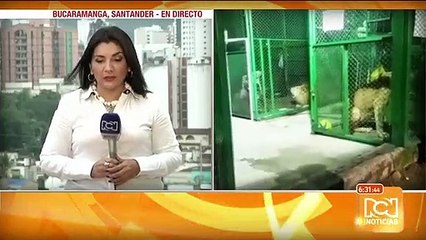Esencias florales para los leones de Floridablanca antes de su viaje a Sudáfrica