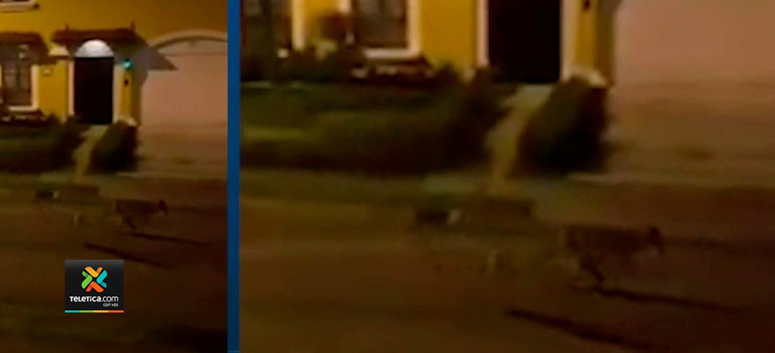 tn7-Una-manada-de-coyotes-recorrieron-las-calle...