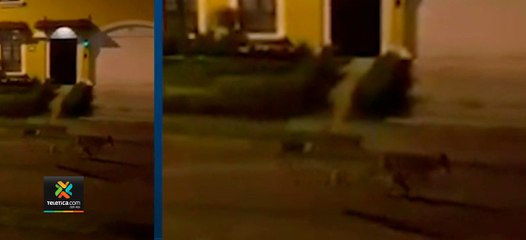 tn7-Una-manada-de-coyotes-recorrieron-las-calles-de-san-francisco-de-coronado-este-viernes-120920