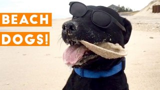 Funniest Dogs at the Beach Compilation 2018 _ Funny Pet Videos