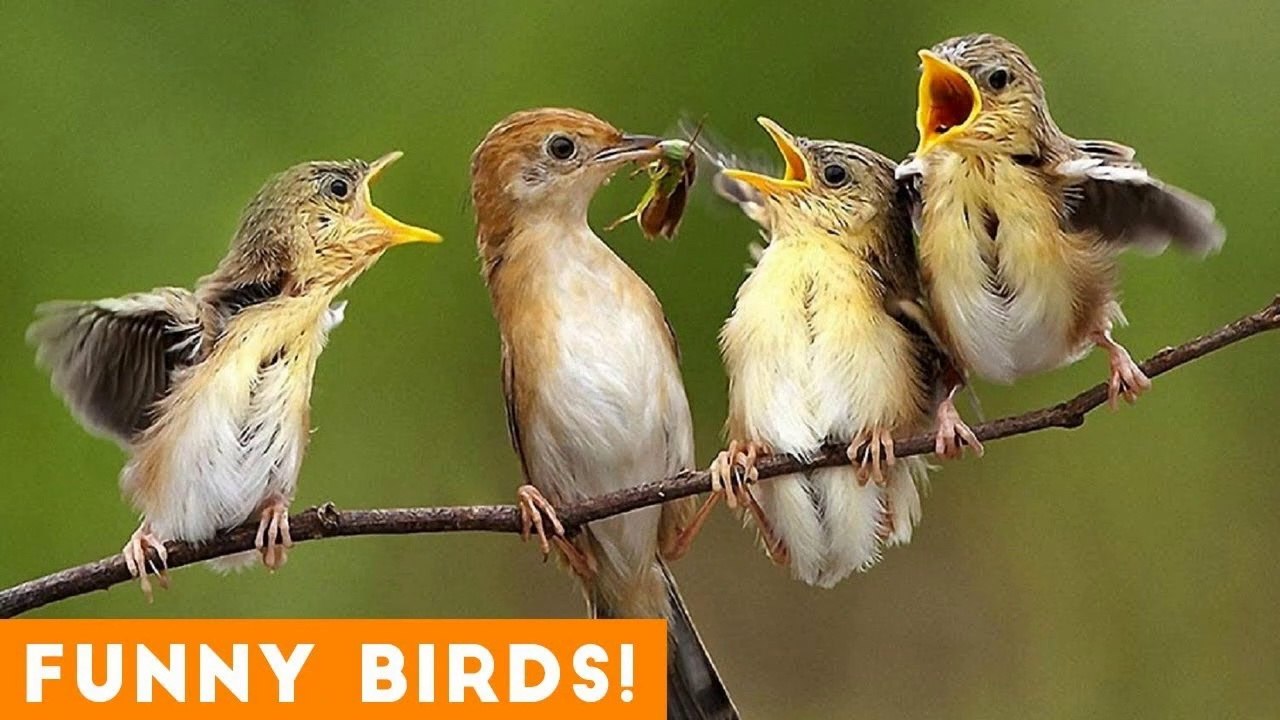 Funny Parrot & Bird Videos Weekly Compilation May 2018 _ Funny Pet Videos