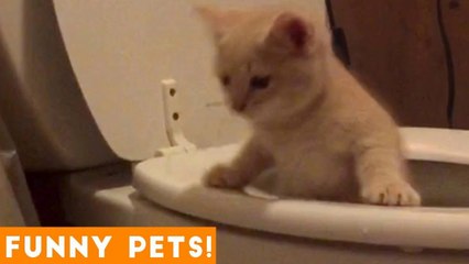 Funniest Pets & Animals of the Week Compilation May 2018 _ Hilarious Try Not to Laugh Animals Fail