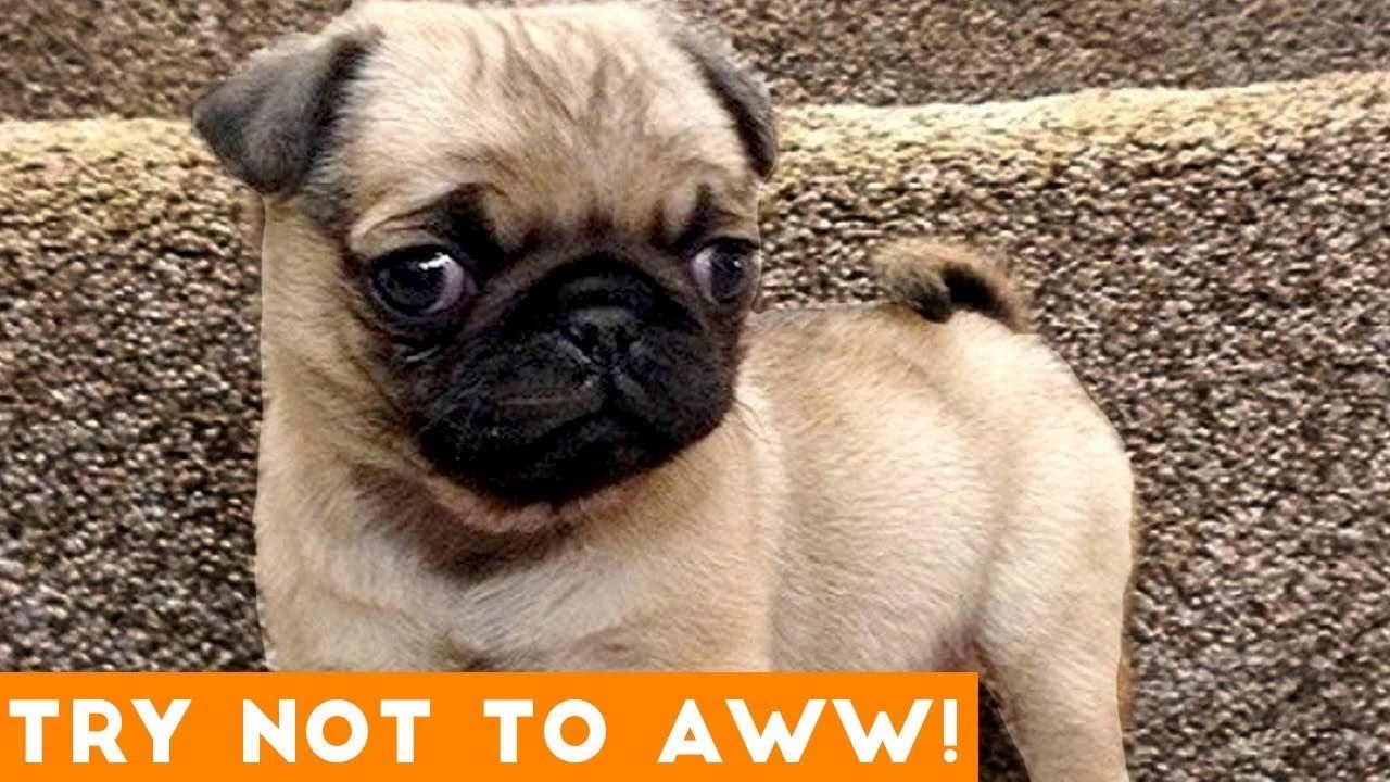 Ultimate Try Not to Aww Compilation May 2018 _ Funny Pet Videos