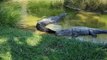 crocodiles stay motionless in a water pond of the zoo