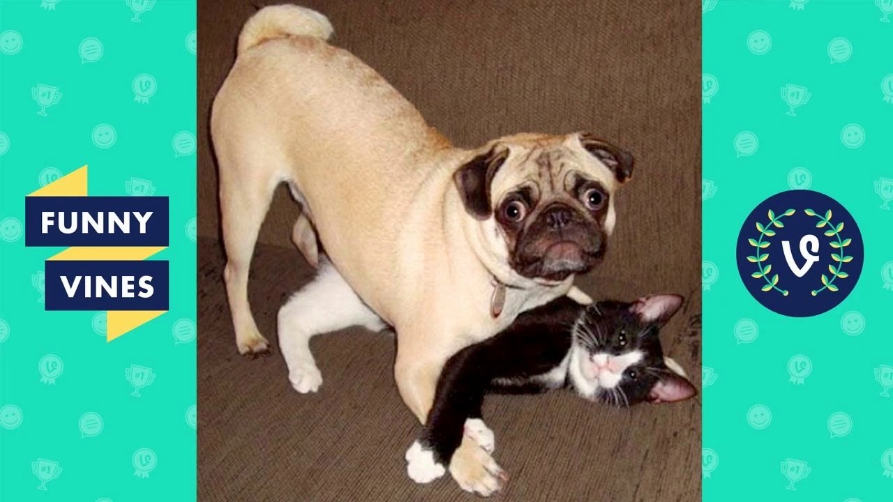 TRY NOT TO LAUGH or GRIN - Funny Animals Vines Compilation 2017 _ Funny Vines