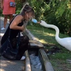 Swan Snaps at Woman's Face Mask and pulls it Over her Mouth