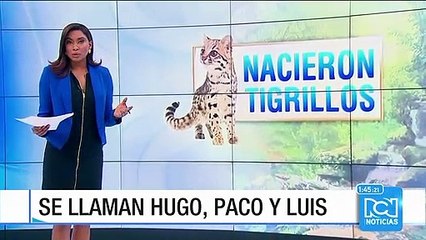 Tres cachorros de tigre de Bengala fueron presentados en la Hacienda Nápoles