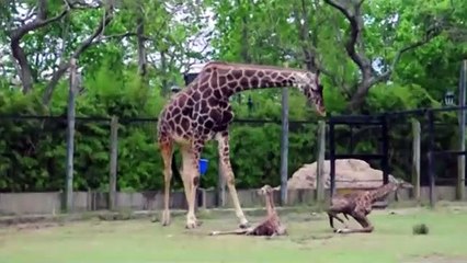 Jirafa bebé hace tierno debut público en Zoológico de Buenos Aires