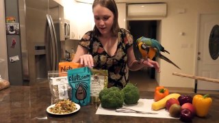 Rachel Blue and Gold Macaw Helps Make Chop for Parrots