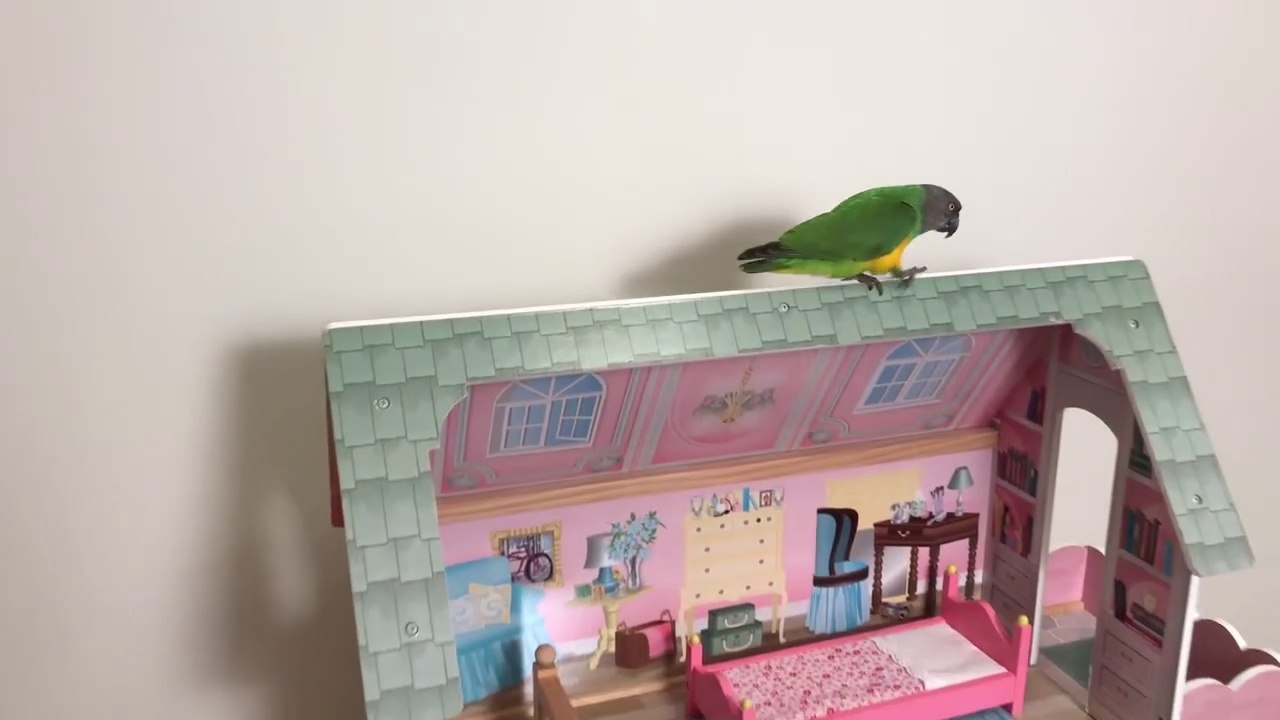 Kili Senegal Parrot Open House