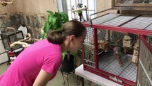 Truman Cape Parrot - September Health Update