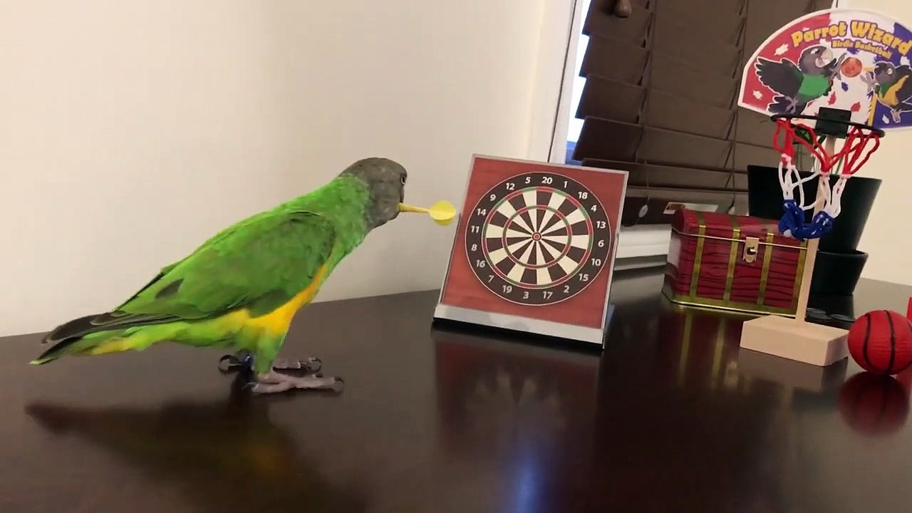 Kili Senegal Parrot - Rehearsing Tricks for Palooza