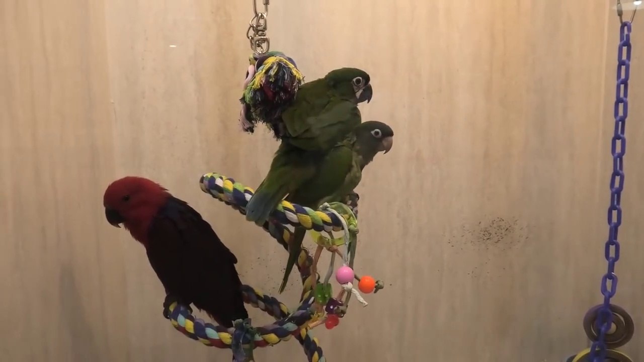 A Personal Tour of Todd Marcus Birds Exotic Bird Store NJ - video