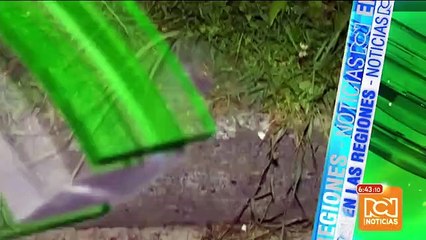 Autoridades confirman la presencia de 4 clases de felinos en zona rural de Envigado, Antioquia