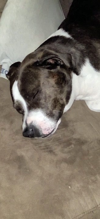 Really mom?   More videos?   Can't I just sleep