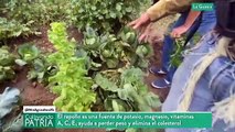 Cultivando Patria 13SEP2020  | Producción orgánica en conuco integral familia Álvarez en Galipán