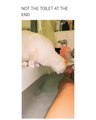 Cat Leaps Into Tub While Owner Takes Bath then Panics and Runs Into Toilet Seat
