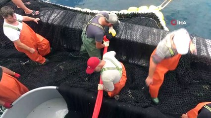 Karadeniz'in ortasında palamut avı