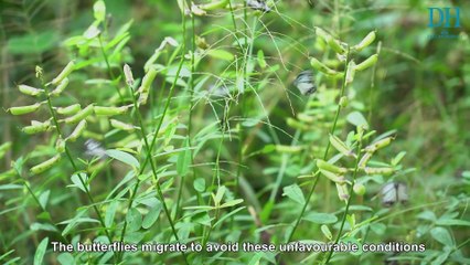 Ecologic | Migratory Butterflies On the Move!