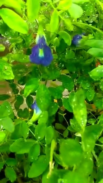 SHANKHPUSHPI KE CHAMTKAAR/ CHAMTKARI SHANKHPUSHPI