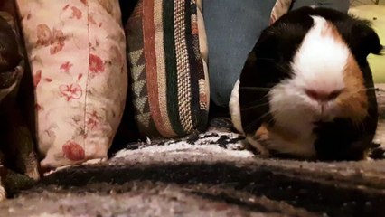 CAVIA PORCELLUS PARSLEY 20191010_085842