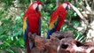 Perroquets Ara Colorés | Superbes Oiseaux En Sommeil | Détendez Les Sons Ambiants De La Forêt | Part 1