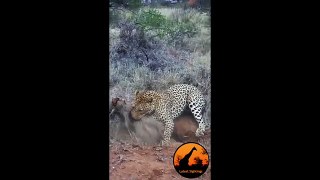 Leopard Kills ,Warthog, in Burrow ,- Latest Wildlife Sightings
