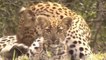 Leopard Knock, Eagle Out to ,Save Baby Fails ,- Cheetah Lions Jaguar, Leopard Powerful ,Big Cat in Africa (2)