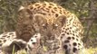 Leopard Knock, Eagle Out to ,Save Baby Fails ,- Cheetah Lions Jaguar, Leopard Powerful ,Big Cat in Africa (2)