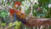 Perroquets Ara Colorés | Superbes Oiseaux En Sommeil | Détendez Les Sons Ambiants De La Forêt | Part 2