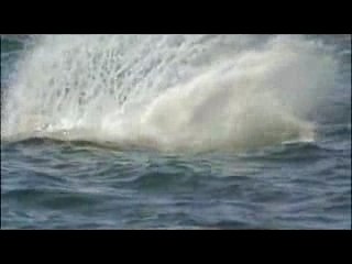 Orque se joue d'un lion de mer