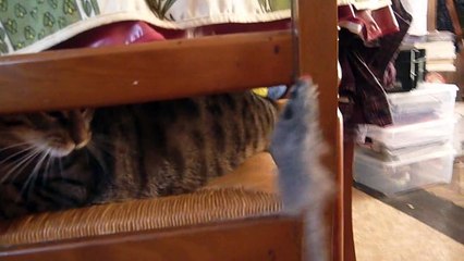 Petitcoeur joue avec sa souris, chat joueur