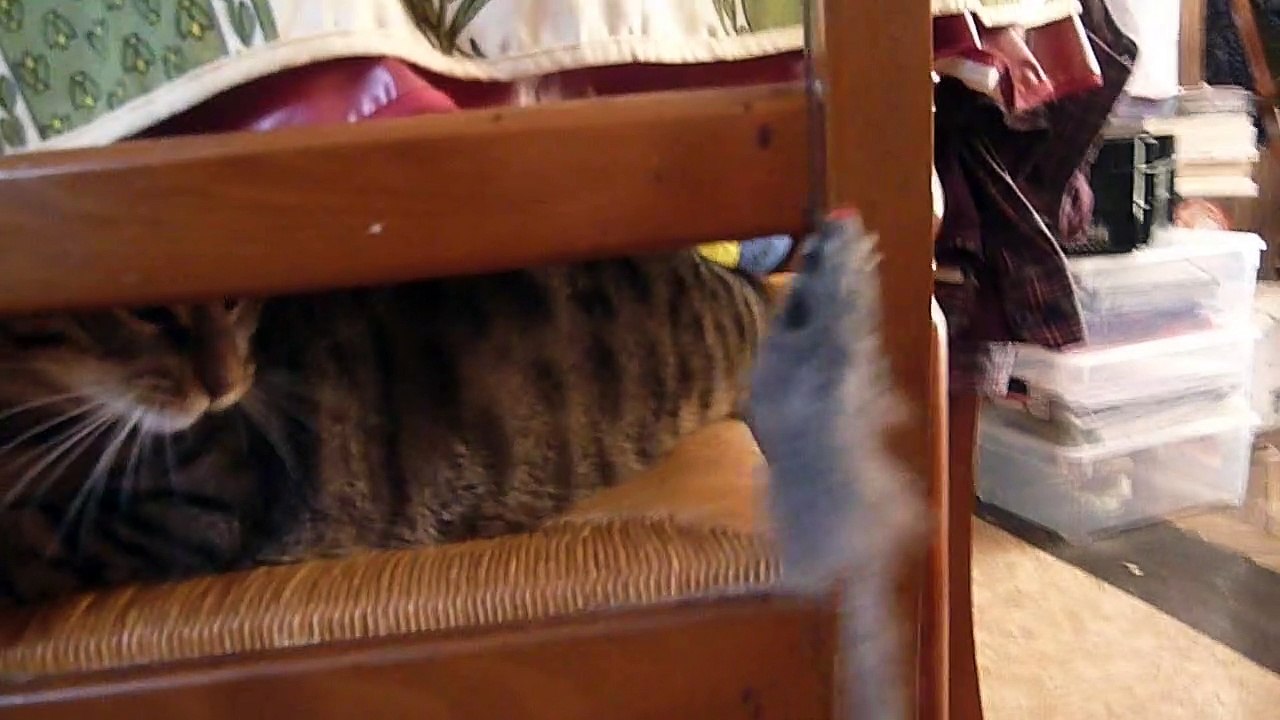 Petitcoeur joue avec sa souris, chat joueur