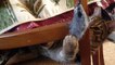 le chat Petitcoeur joue a la souris sur sa chaise