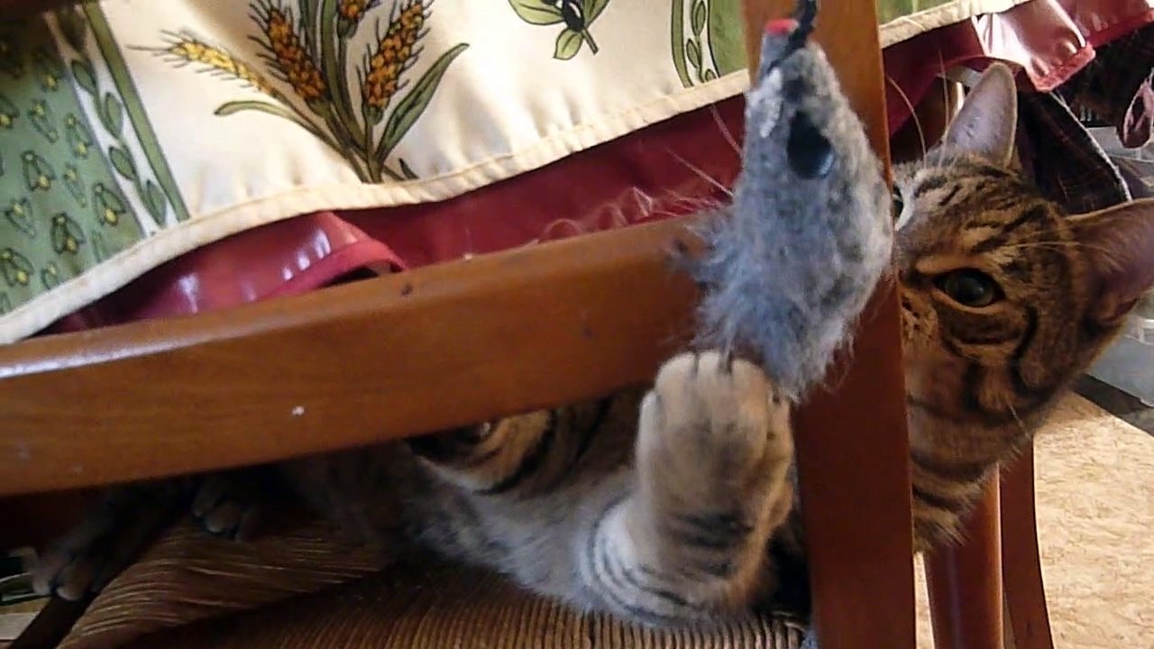le chat Petitcoeur joue a la souris sur sa chaise