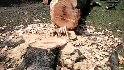 वन माफिया चला रहे हरियाली पर आरा