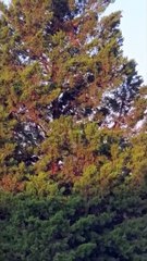 Dog Somehow Climbs to Top of Tree